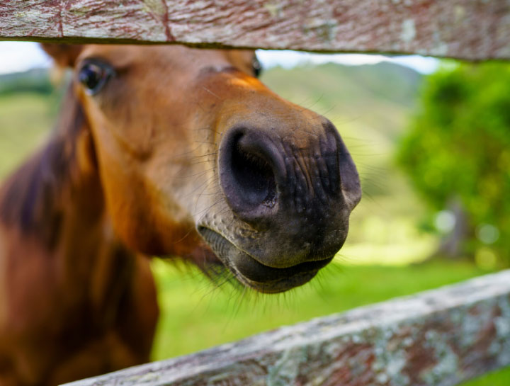 Kitty Hawk Equine Veterinarians