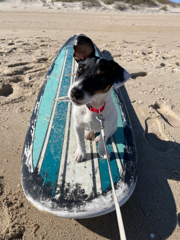 Beach tips for dogs