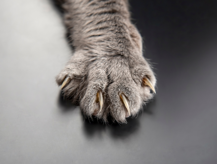 Feline Clawing Solutions