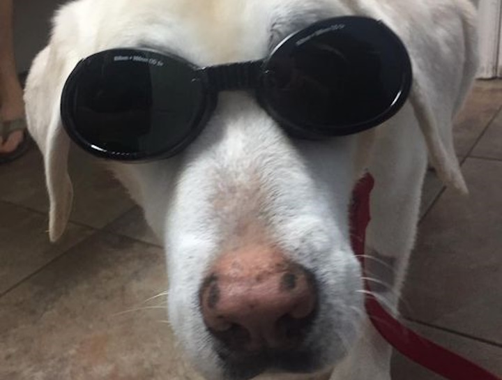 Laser Therapy for Pets